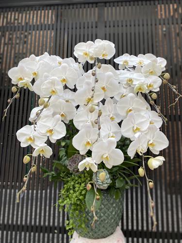 Hoa Lan Chúc Mừng 00050